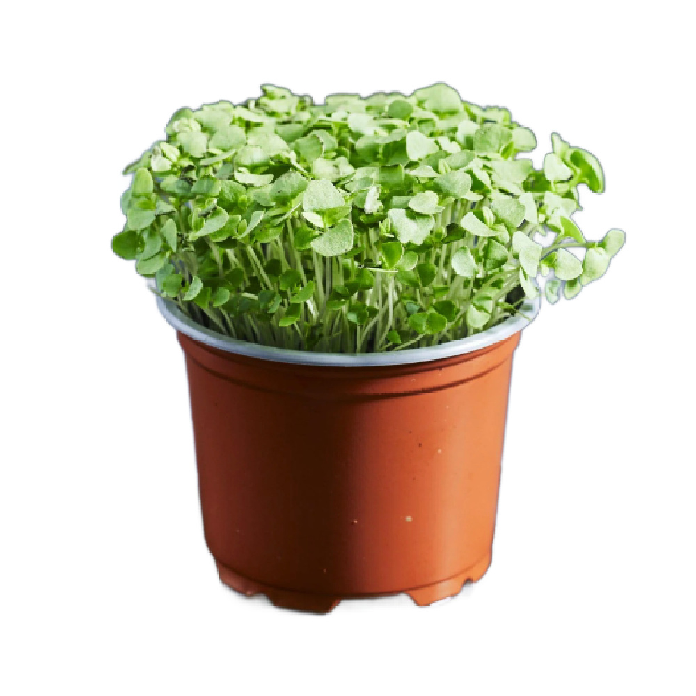 Thai Basil (pot) | I Can Eat A Rainbow